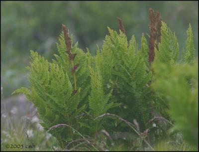 IMG_6711 Cinnamon Fern.jpg