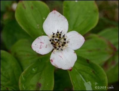 IMG_6722 Bunchberry.jpg