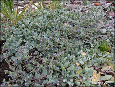 IMG_6734 Sea Mertensia.jpg