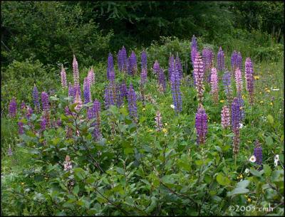 IMG_6803 Lupins.jpg