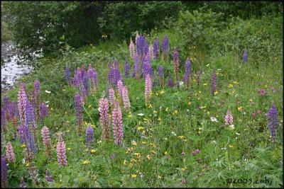 IMG_6806 Lupins.jpg