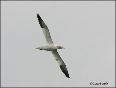 IMG_6832 Northern Gannet.jpg