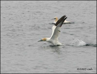 IMG_6838 Northern Gannet.jpg