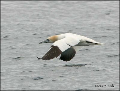 IMG_6842 Northern Gannet.jpg