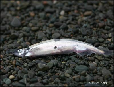 IMG_6864 Capelin dead on beach.jpg