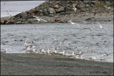 IMG_6865 Gulls feeding on Capelin at St. Vincent's.jpg
