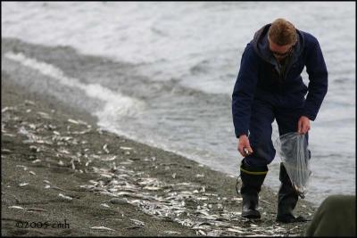 IMG_6866 Picking Capelin off the beach.jpg