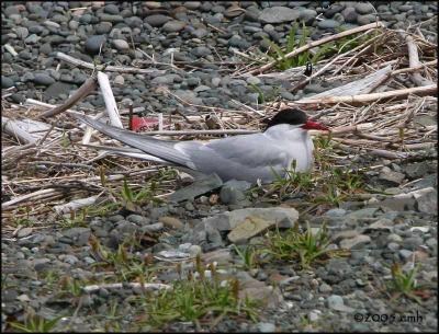 IMG_6871 Arctic Tern.jpg