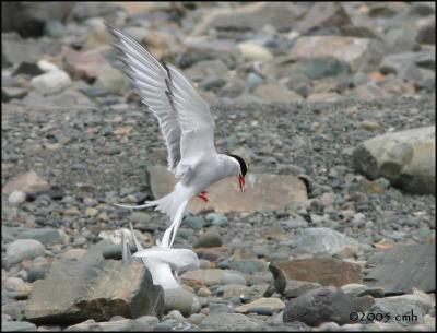IMG_6878 Arctic Tern.jpg