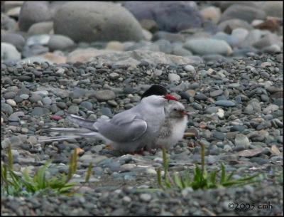 IMG_6889 Arctic Tern with young.jpg