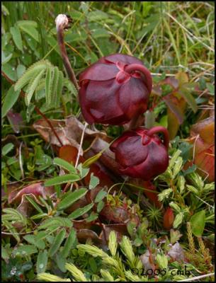 IMG_6906 Pitcher Plant.jpg