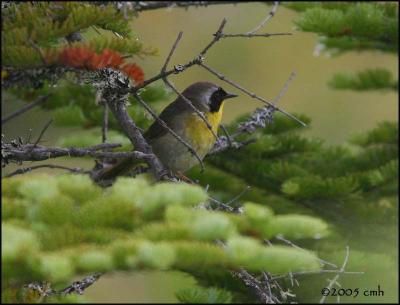 IMG_6908 Common Yellowthroat.jpg