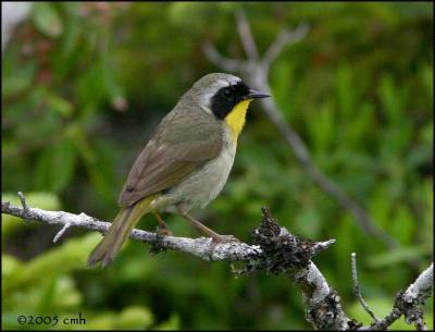 IMG_6912 Common Yellowthroat.jpg
