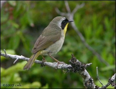 IMG_6913 Common Yellowthroat.jpg