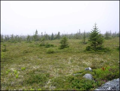 IMG_6916 Road to Cape Pine.jpg