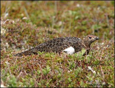 IMG_6929 Willow Ptarmigan.jpg