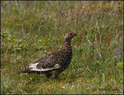 IMG_6956 Willow Ptarmigan.jpg