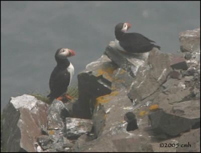 IMG_6981 Puffins at Cape Pine.jpg