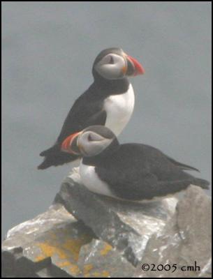 IMG_6985 Atlantic Puffins.jpg