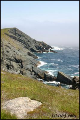 IMG_6993 Cape Pine.jpg
