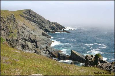 IMG_6994 Cape Pine.jpg