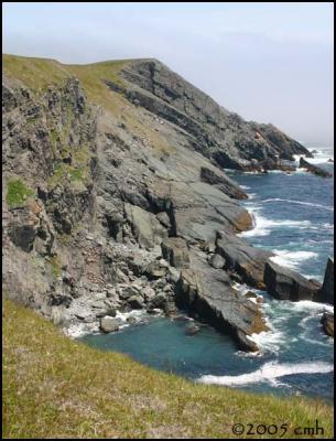 IMG_6995 Cape Pine.jpg