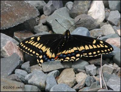 IMG_7002 Short-tailed Swallowtail.jpg