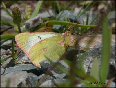 IMG_7005 Pelidne Sulphur.jpg