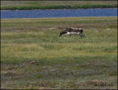 IMG_7006 Caribou near Cape Pine.jpg