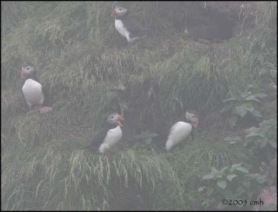 IMG_7038 Puffins at their burrows.jpg