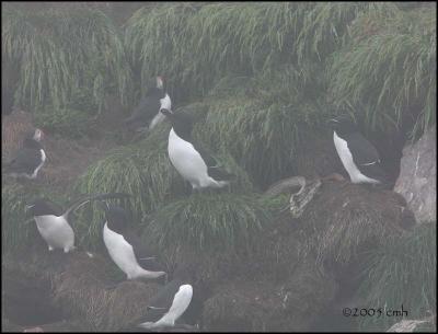 IMG_7039 Razorbills.jpg