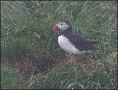 IMG_7042 Puffin at burrow.jpg