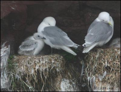 IMG_7046 Kittiwakes on the nest.jpg