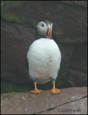 IMG_7048 Atlantic Puffin.jpg