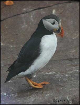 IMG_7052 Atlantic Puffin.jpg