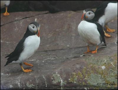 IMG_7053 Atlantic Puffins.jpg