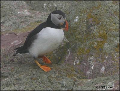 IMG_7060 Atlantic Puffin.jpg