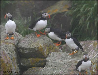 IMG_7063 Puffins.jpg