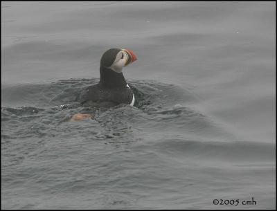 IMG_7064 Puffin swimming.jpg
