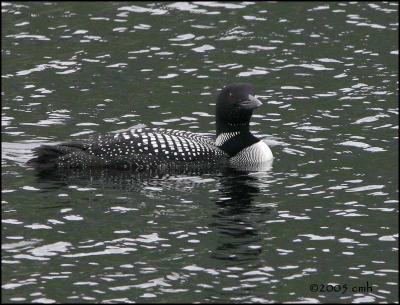 IMG_7067 Common Loon.jpg
