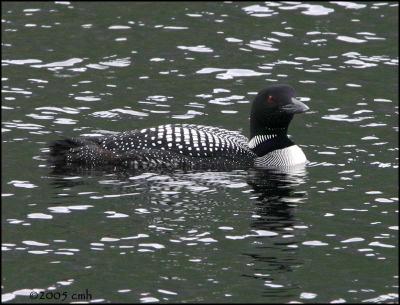 IMG_7069 Common Loon.jpg