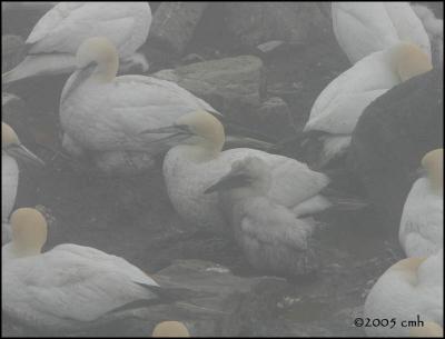 IMG_7120 Northern Gannets.jpg