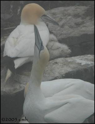 v3/64/512164/3/46728026.CopyofNewfoundlandwebsizeIMG_7127NorthernGannet.jpg