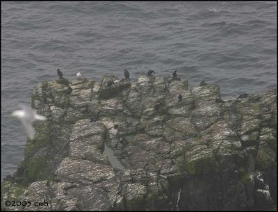 IMG_7143 Great Cormorants at Cape St. Mary's.jpg