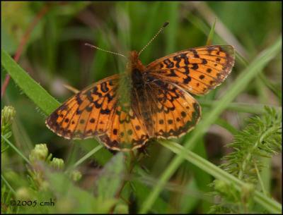 IMG_7147 Bog Fritillary.jpg