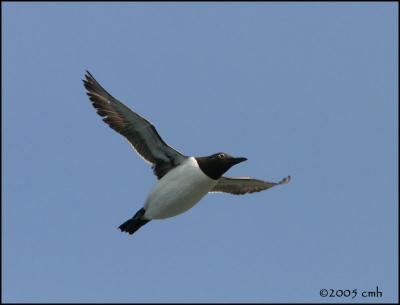 IMG_7160 Common Murre.jpg