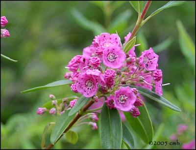 IMG_7187 Sheep Laurel cropped.jpg