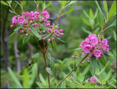 IMG_7187 Sheep Laurel.jpg
