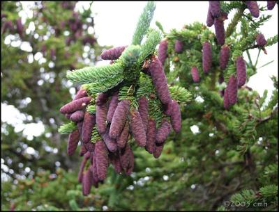 IMG_7204 Cones.jpg