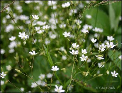 IMG_7208 Field Chickweed.jpg